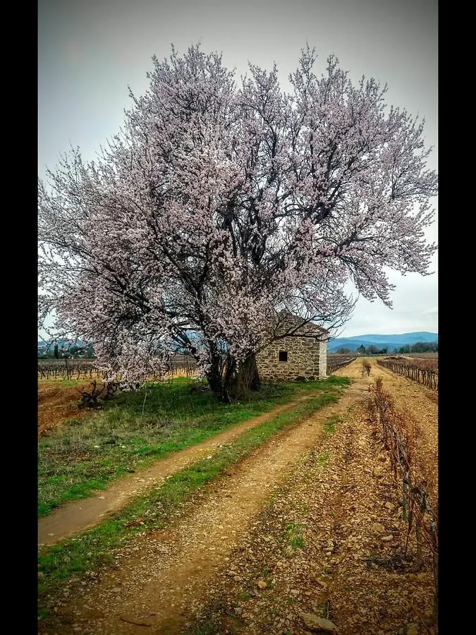 Holiday home La Bastide Des Vasses 